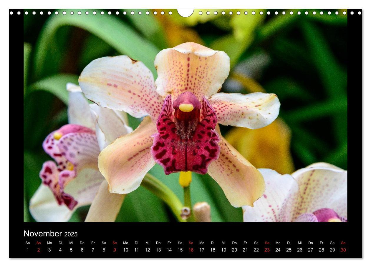 Bild: 9783435598915 | Wunderbare Orchideen (Wandkalender 2025 DIN A3 quer), CALVENDO...