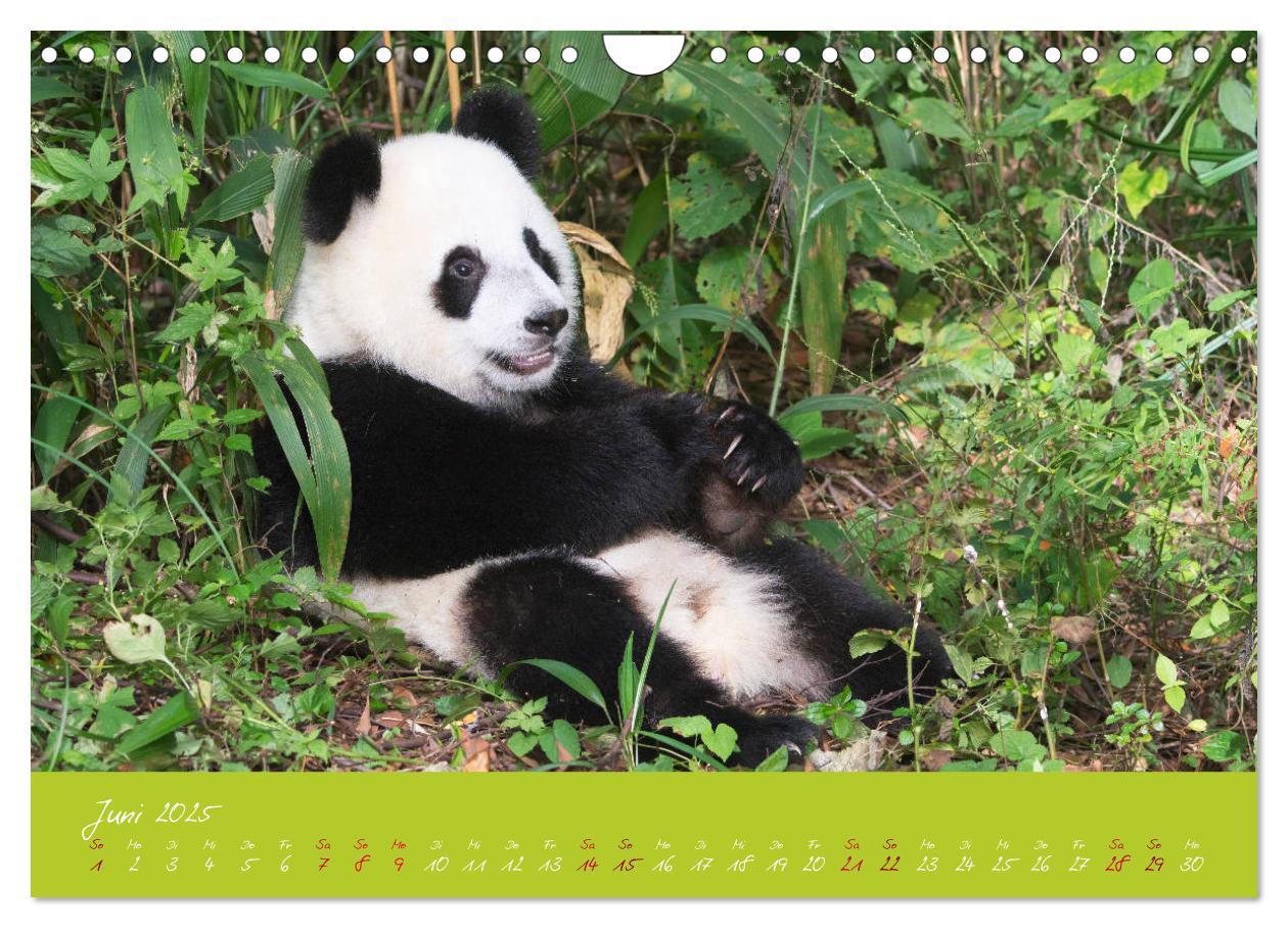 Bild: 9783435179428 | Der Große Panda Ein kuscheliger Geselle (Wandkalender 2025 DIN A4...