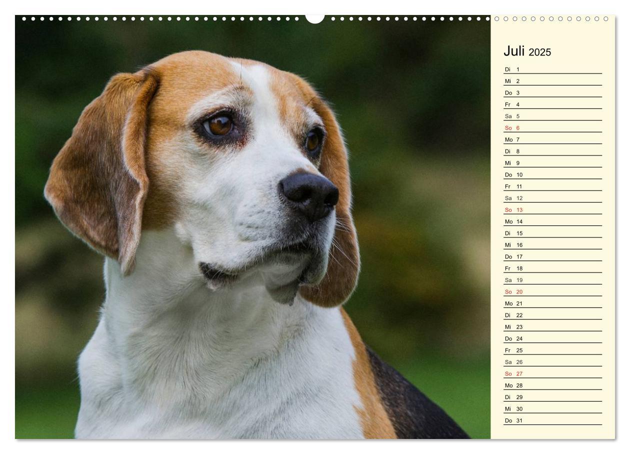 Bild: 9783435540884 | Beagle - Herz auf 4 Pfoten (Wandkalender 2025 DIN A2 quer),...