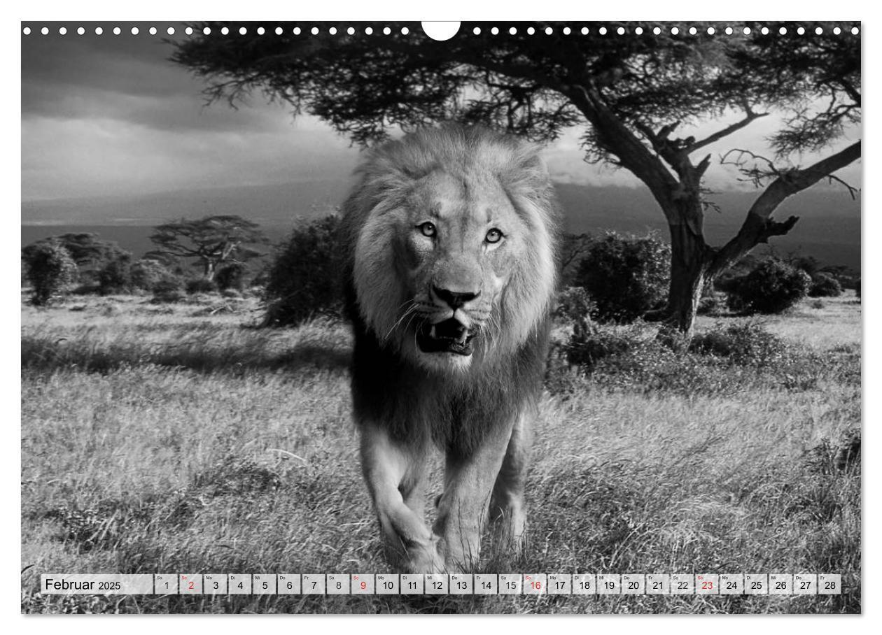 Bild: 9783435600113 | Wilde Tiere in schwarz-weiß (Wandkalender 2025 DIN A3 quer),...