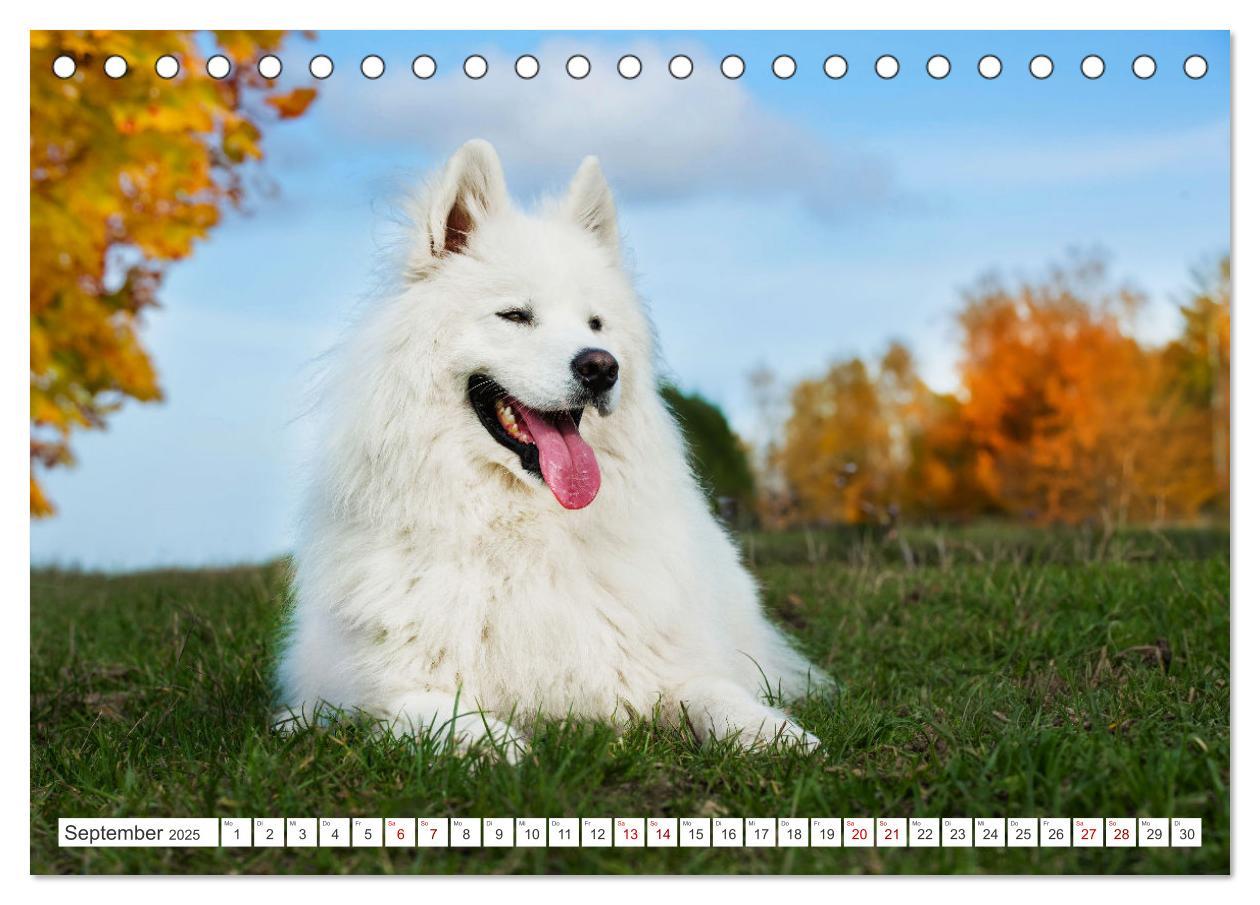 Bild: 9783457170083 | Der Samojede - Schönheit des Nordens (Tischkalender 2025 DIN A5...
