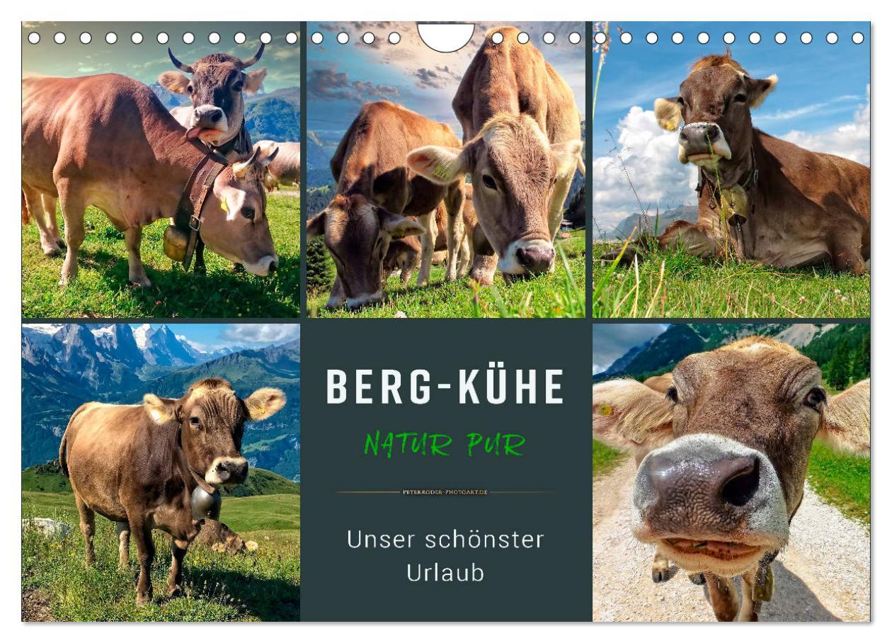 Cover: 9783435119479 | Berg-Kühe, Natur pur - unser schönster Urlaub (Wandkalender 2025...