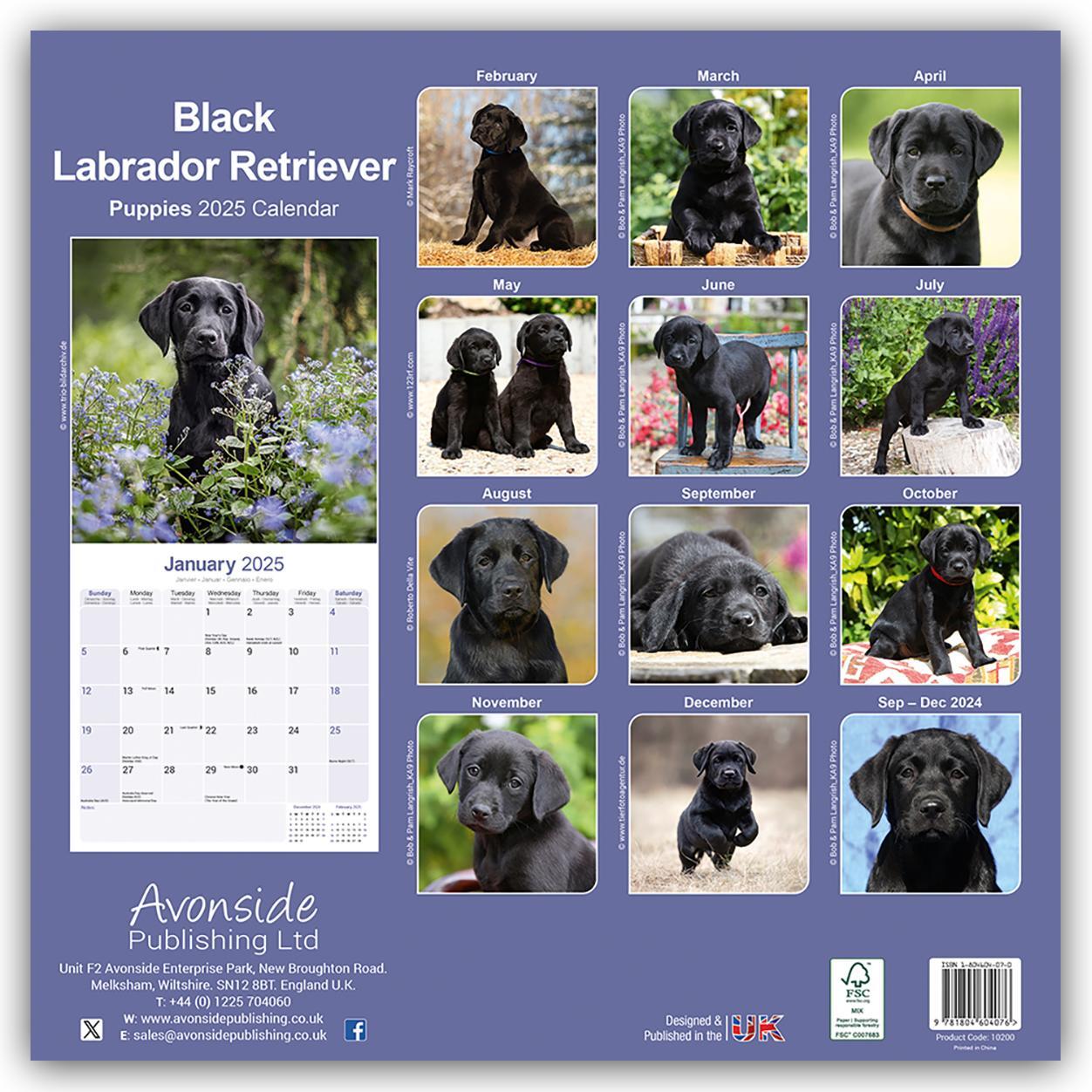 Rückseite: 9781804604076 | Black Labrador Retriever Puppies - Schwarze Labradorwelpen 2025 -...