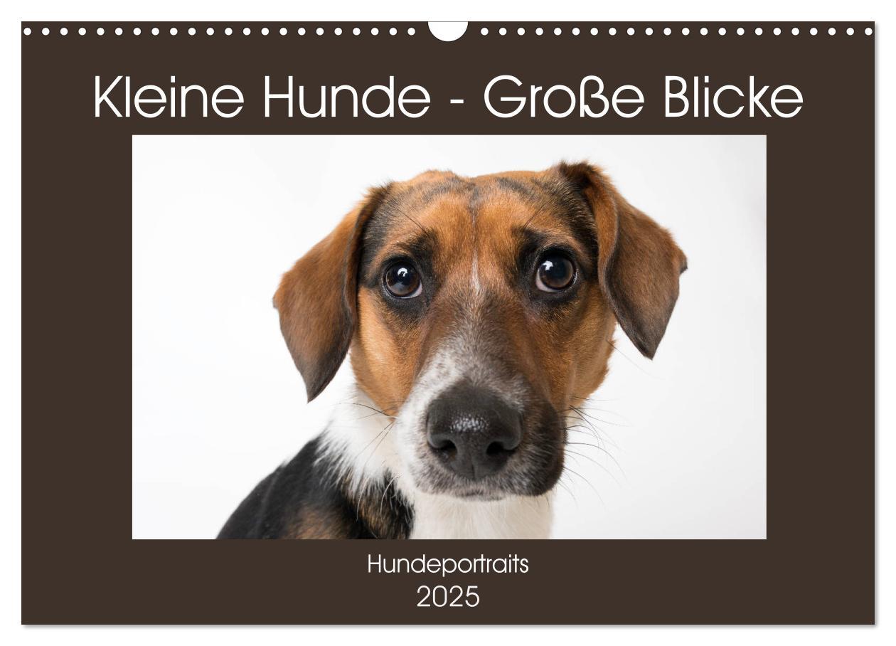 Cover: 9783435254682 | Kleine Hunde - Große Blicke (Wandkalender 2025 DIN A3 quer),...