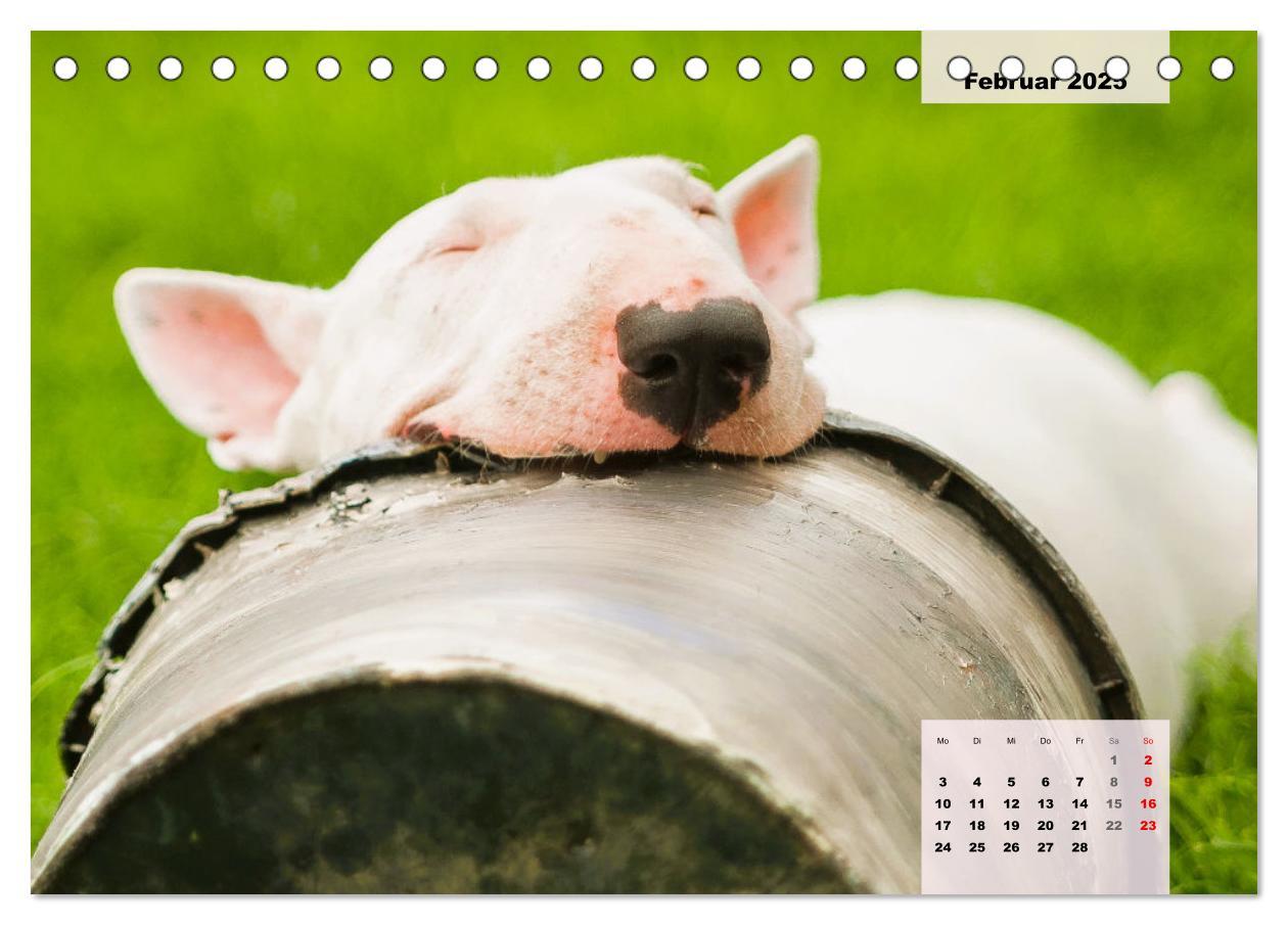 Bild: 9783383946813 | Bullterrier. Freudiges Wesen und Charakter (Tischkalender 2025 DIN...