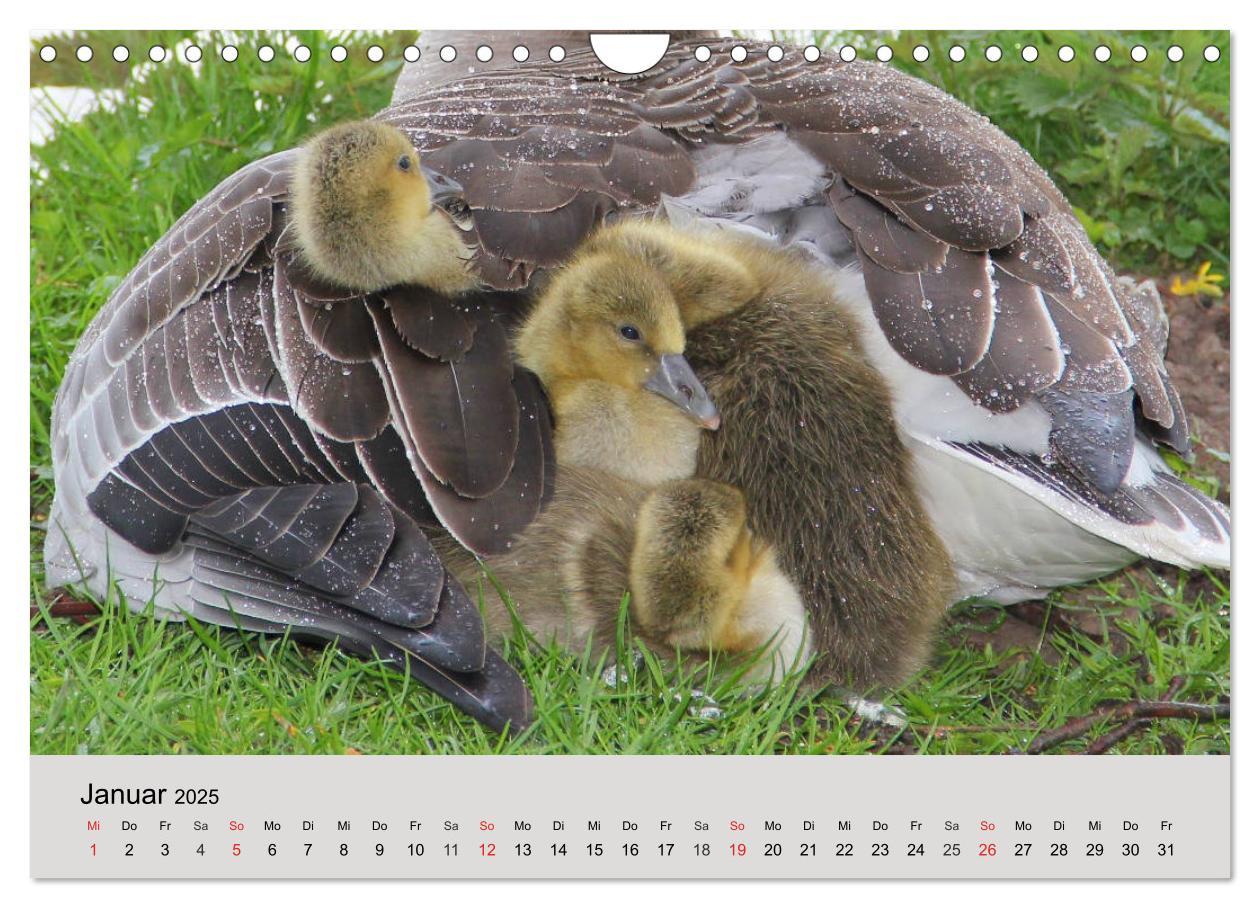 Bild: 9783435316755 | Gänse. Von wegen dumme Gans! (Wandkalender 2025 DIN A4 quer),...