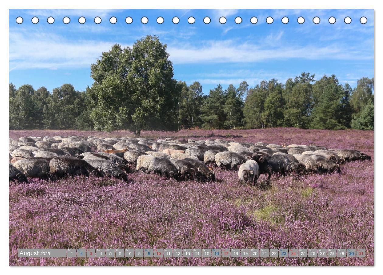 Bild: 9783435457632 | Lüneburger Heide - Faszinierend schön (Tischkalender 2025 DIN A5...