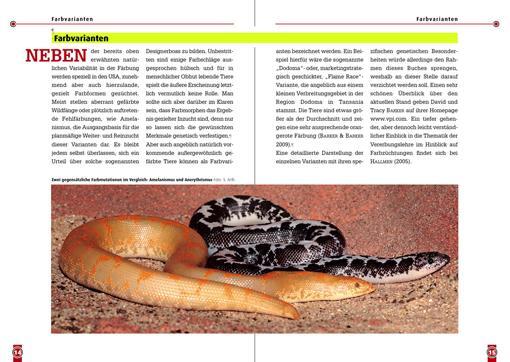 Bild: 9783866591752 | Die Ostafrikanische Sandboa | Gongylophis colubrinus | Arth (u. a.)