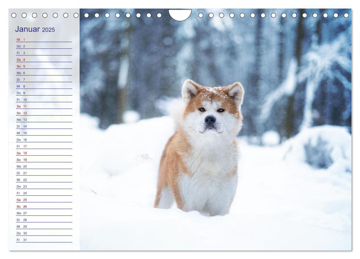 Bild: 9783435102235 | Japans Seelenhunde (Wandkalender 2025 DIN A4 quer), CALVENDO...