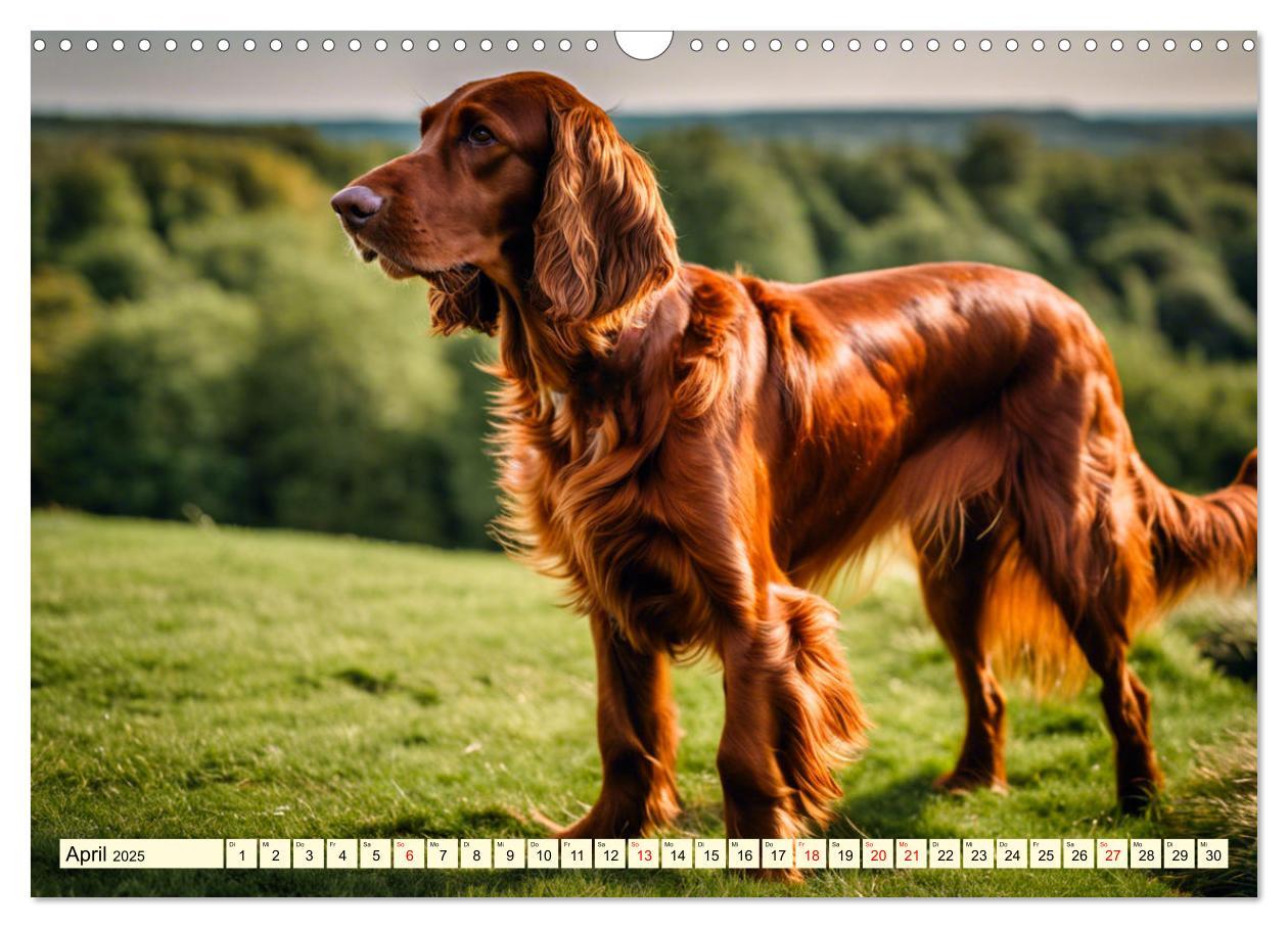 Bild: 9783435011728 | Irish Setter - Anmut pur (Wandkalender 2025 DIN A3 quer), CALVENDO...