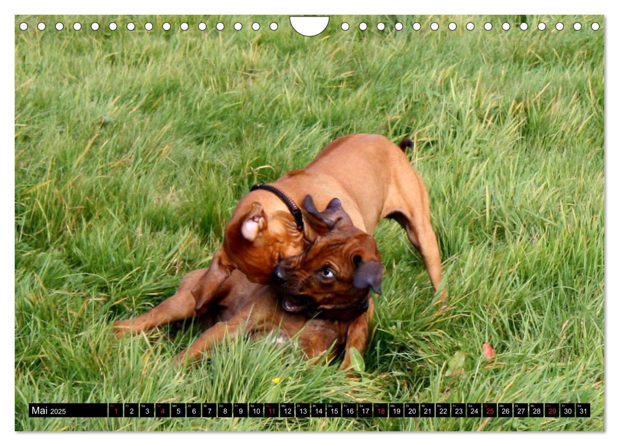 Bild: 9783435325160 | Rhodesian Ridgeback - Schnappschüsse - (Wandkalender 2025 DIN A4...