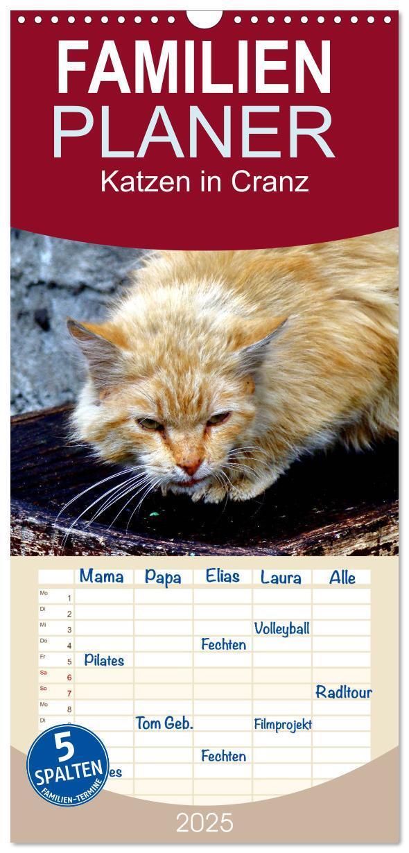 Cover: 9783457100899 | Familienplaner 2025 - Katzen in Cranz mit 5 Spalten (Wandkalender,...