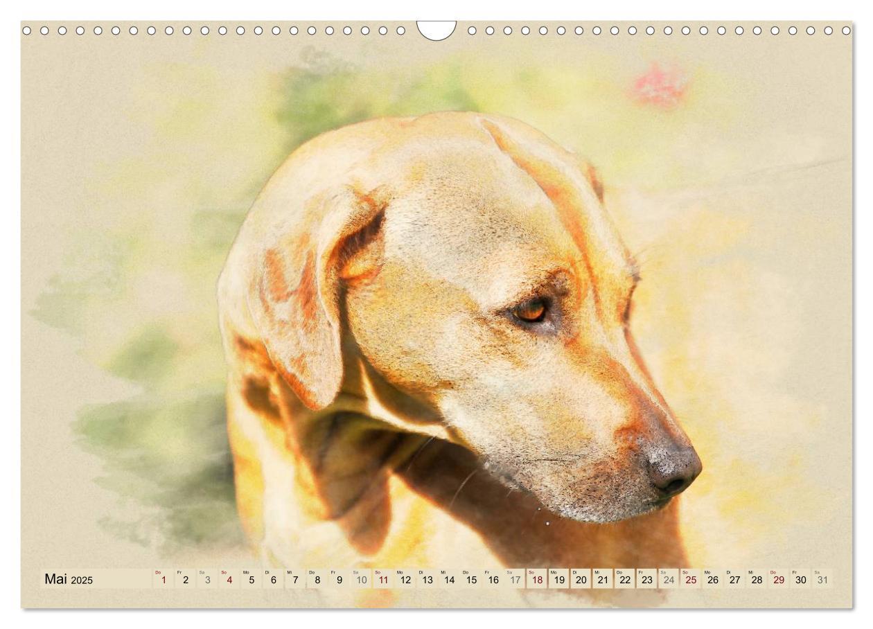 Bild: 9783435705191 | Rhodesian Ridgeback 2025 (Wandkalender 2025 DIN A3 quer), CALVENDO...