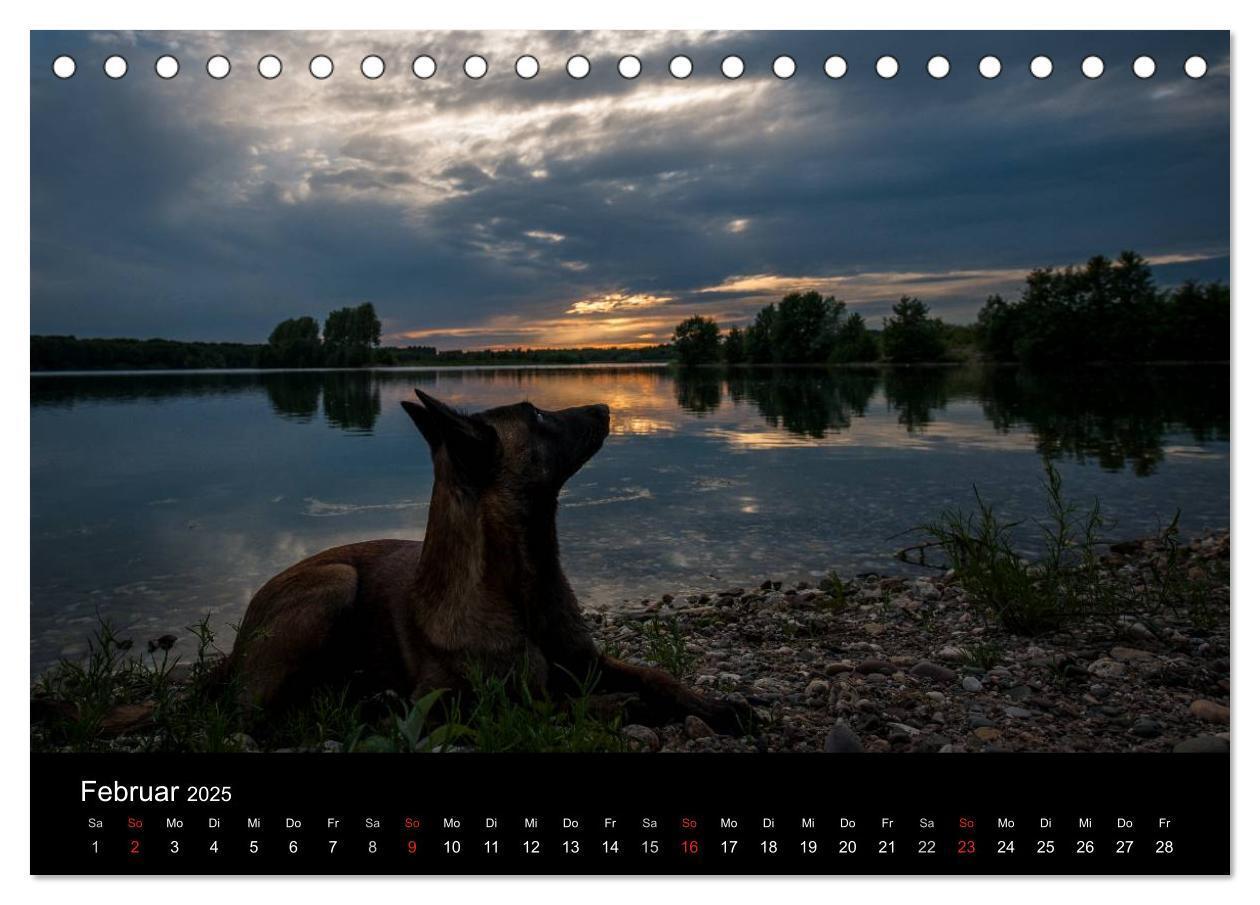 Bild: 9783435633012 | Belgische Schäferhunde - Der Malinois im Licht (Tischkalender 2025...