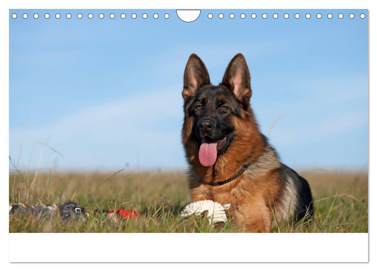 Bild: 9783435495931 | Schäferhunde Seelenhunde (Wandkalender 2025 DIN A4 quer), CALVENDO...