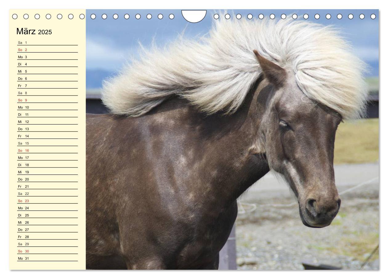 Bild: 9783435652198 | Ponys. Herzensbrecher mit Grips (Wandkalender 2025 DIN A4 quer),...