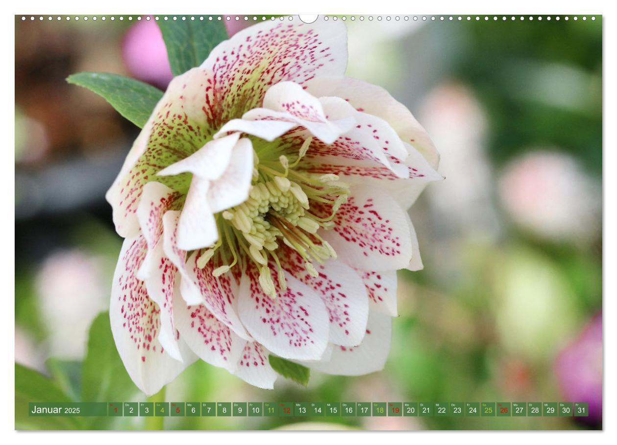 Bild: 9783383761010 | Blütenwunder - Mit Blumen durchs ganze Gartenjahr (Wandkalender...