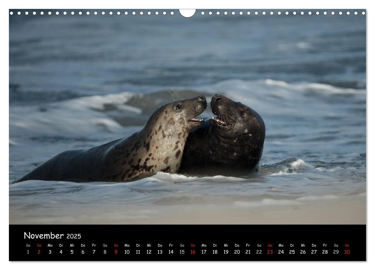 Bild: 9783435718733 | Robben auf Helgoland 2025 (Wandkalender 2025 DIN A3 quer), CALVENDO...