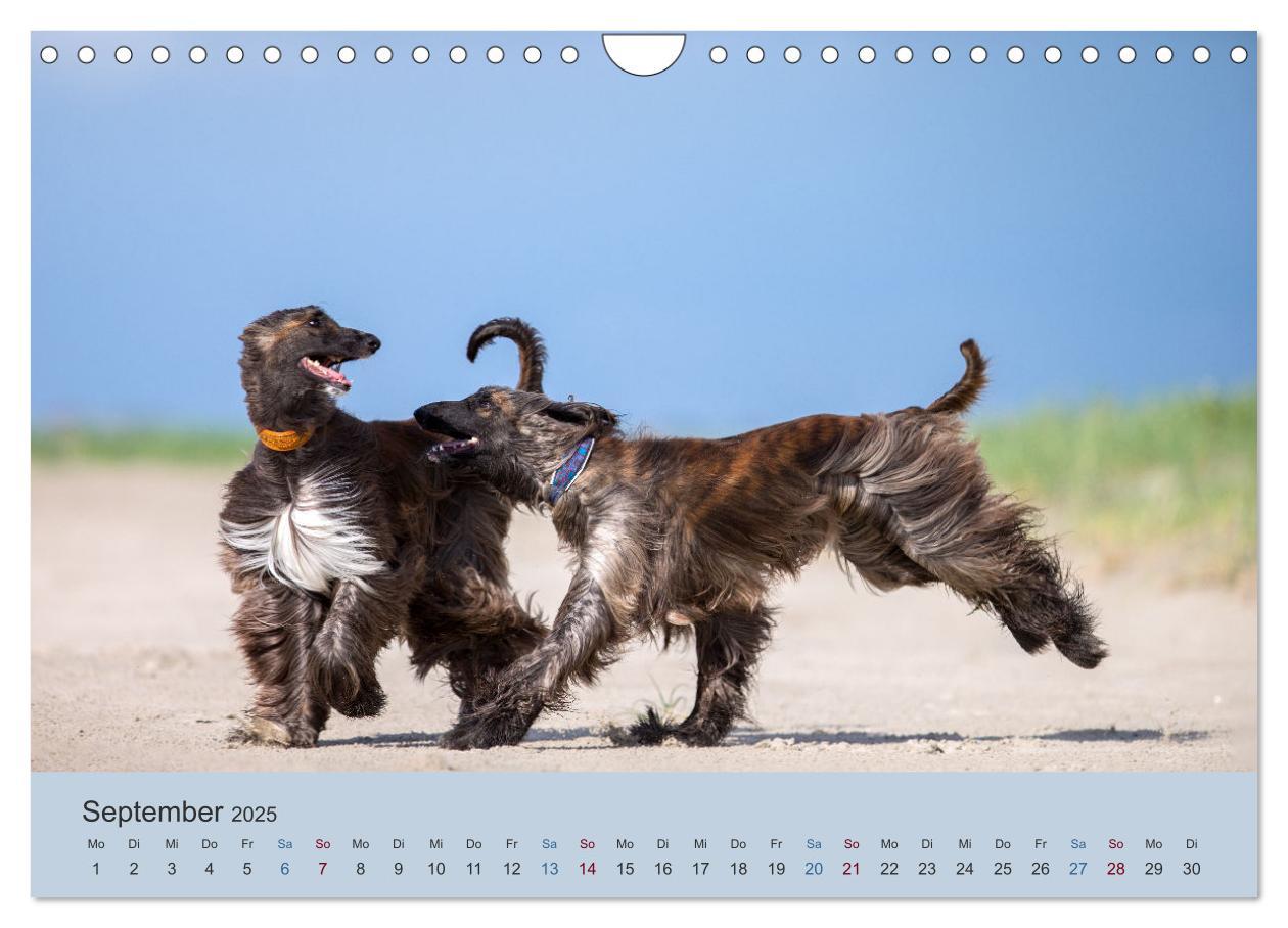 Bild: 9783435413706 | AFGHANISCHE WINDHUNDE 2025 (Wandkalender 2025 DIN A4 quer),...