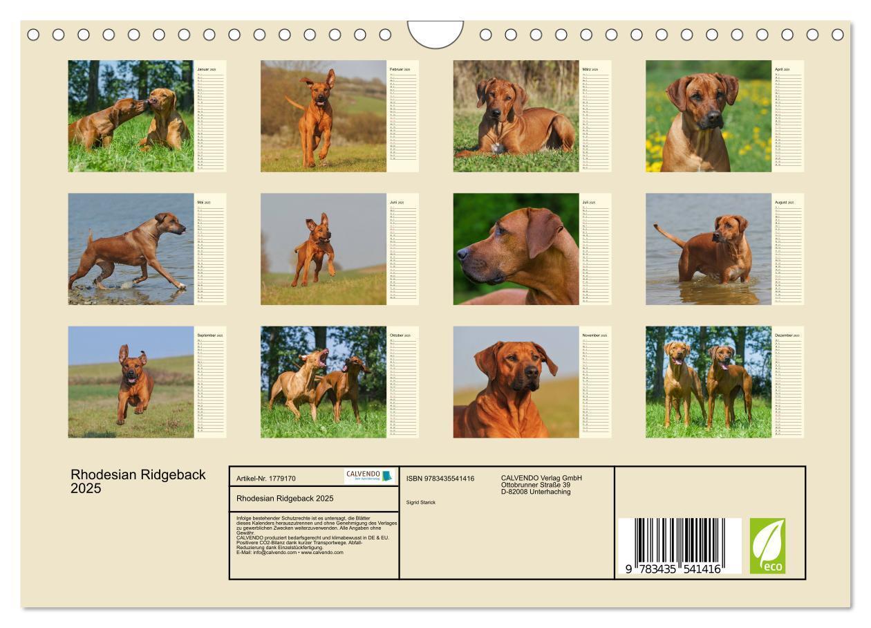 Bild: 9783435541416 | Rhodesian Ridgeback 2025 (Wandkalender 2025 DIN A4 quer), CALVENDO...