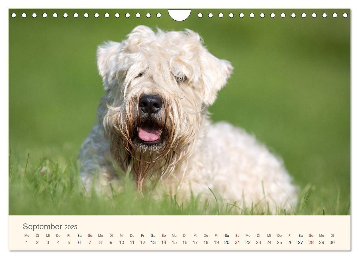 Bild: 9783435427901 | IRISH SOFT COATED WHEATEN TERRIER 2025 (Wandkalender 2025 DIN A4...