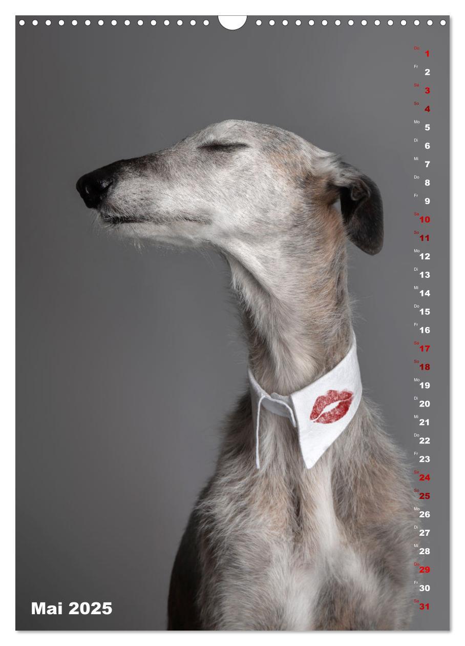 Bild: 9783457230824 | dogmuse deluxe (Wandkalender 2025 DIN A3 hoch), CALVENDO...