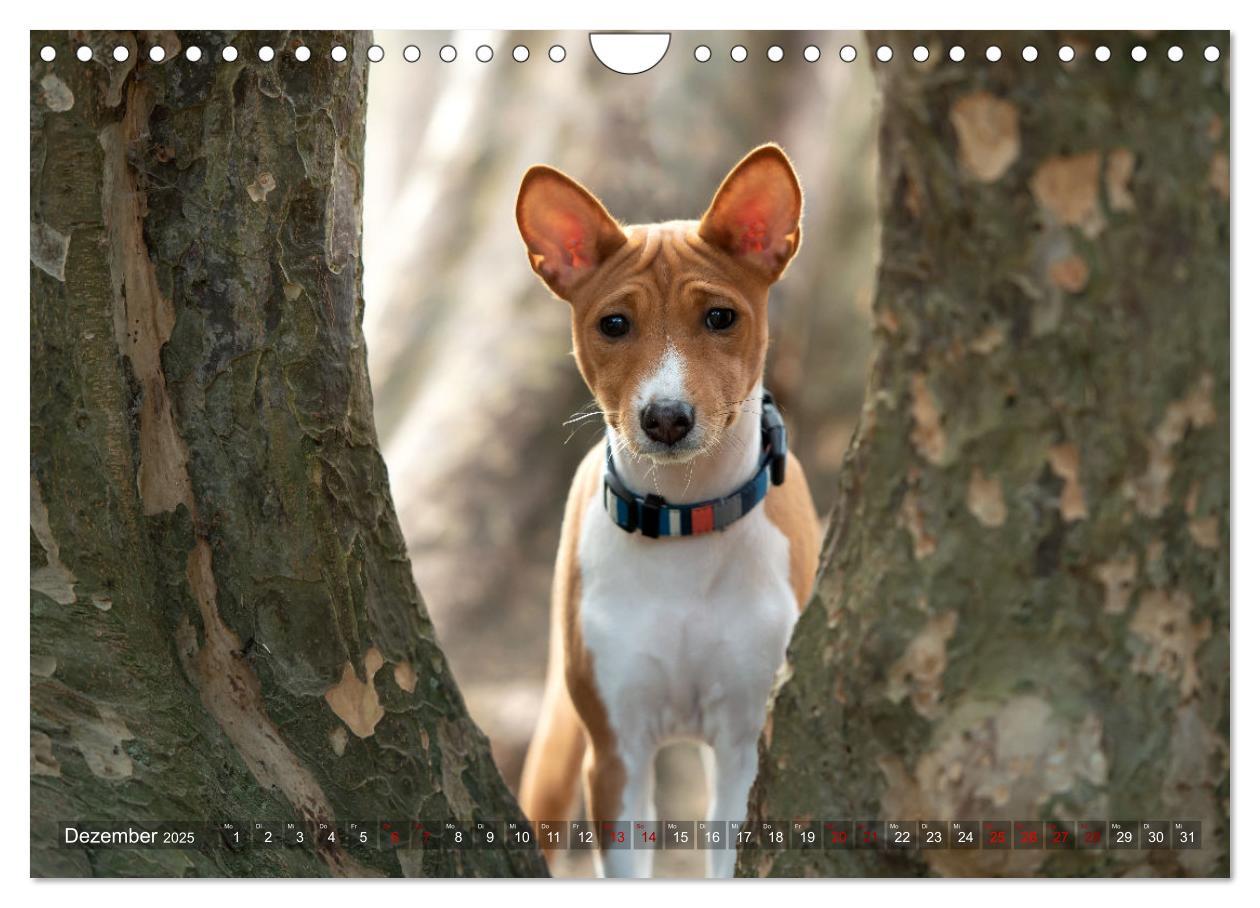 Bild: 9783383845758 | Basenji-Schönheiten (Wandkalender 2025 DIN A4 quer), CALVENDO...