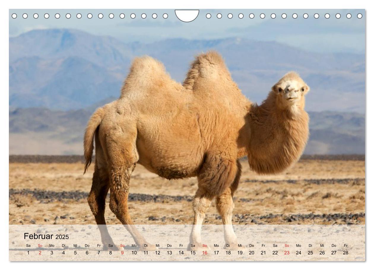 Bild: 9783435601035 | Kamele in der Wüstensonne (Wandkalender 2025 DIN A4 quer), CALVENDO...