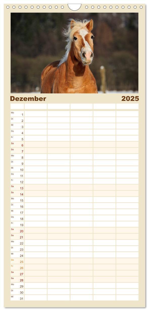 Bild: 9783457123959 | Familienplaner 2025 - Haflinger mit 5 Spalten (Wandkalender, 21 x...